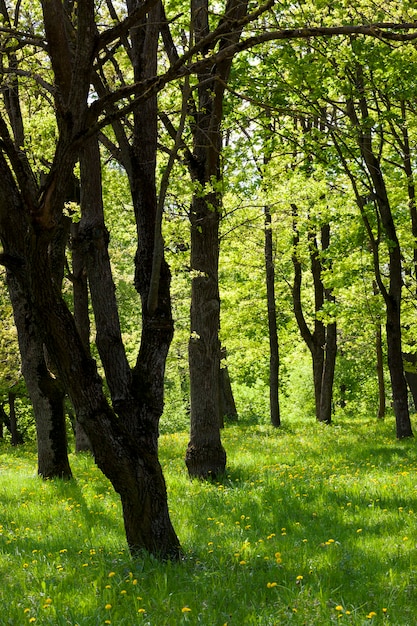 Drzewa w parku, porośnięte gęstą zielenią, lato