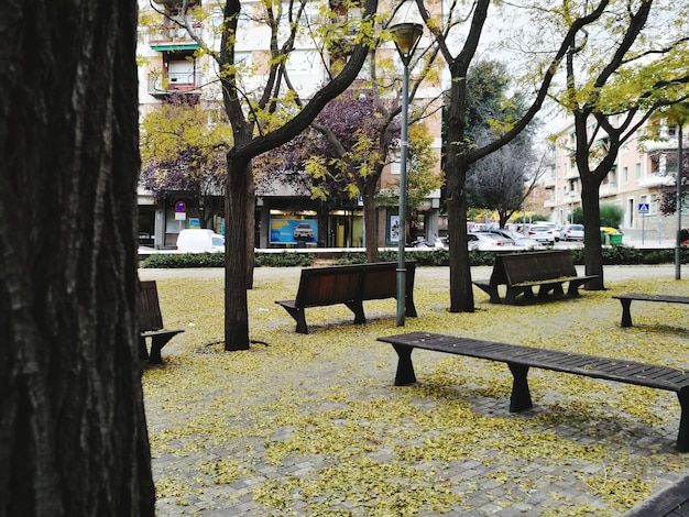 Zdjęcie drzewa w parku
