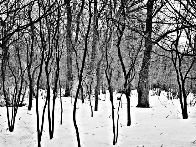 Zdjęcie drzewa w pokrytym śniegiem krajobrazie
