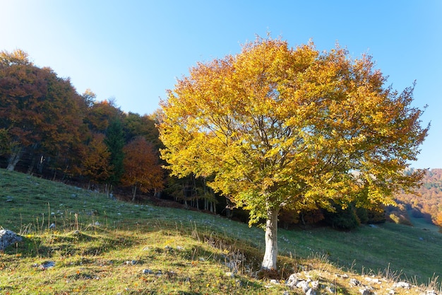 Drzewa w tle sezonu jesiennego Piękno natury Jesienny krajobraz