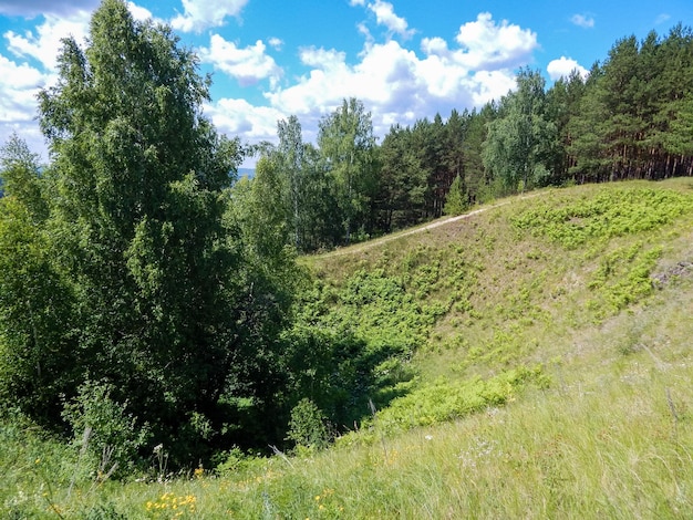 Zdjęcie drzewa w zielonym lesie