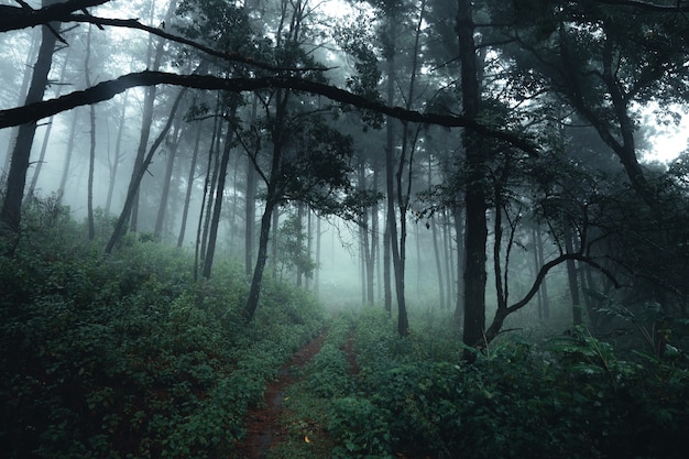 Drzewa we mgle, las krajobrazowy puszczy z sosnami