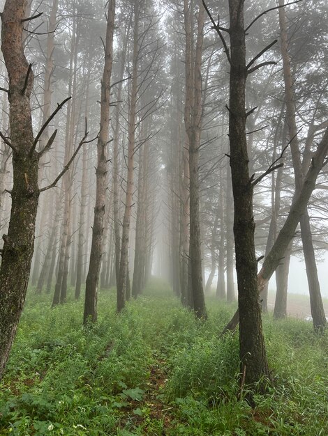 Drzewa we mgle ścieżka w polu pas leśny we mgle wieś w lesie