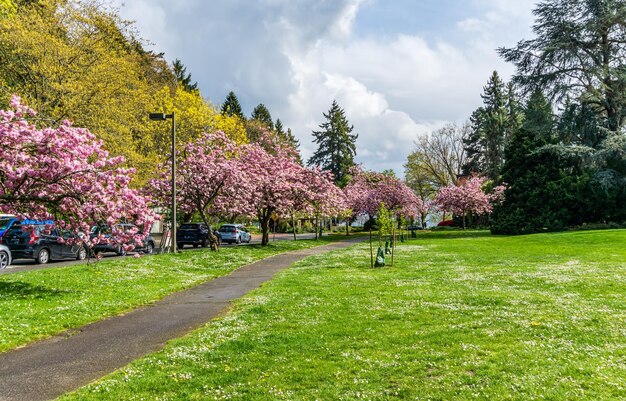 Drzewa wiśni kwitną wzdłuż drogi w Seward Park w stanie Waszyngton