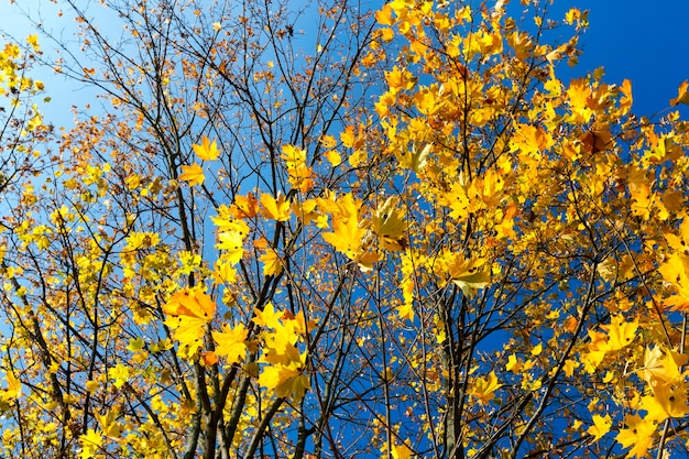Drzewa z pożółkłymi liśćmi klonu w sezonie jesiennym.