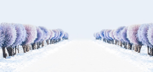 Drzewa z szronem w winter park w mglisty dzień. Piękne zimowe tło przyrody