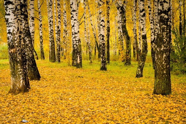 Drzewa z żółtymi liśćmi