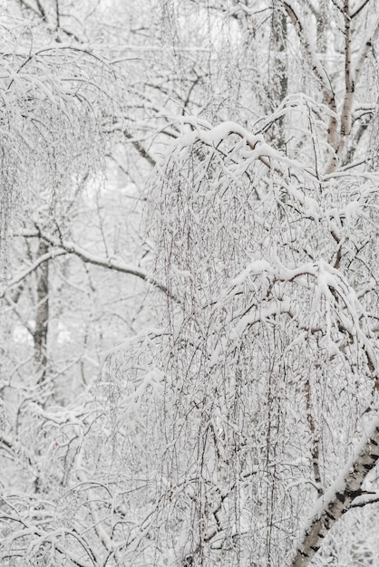 Drzewa ze śniegiem w winter park. Śnieżny dzień, zachmurzone niebo.