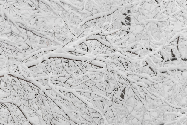 Drzewa ze śniegiem w winter park. Śnieżny dzień, zachmurzone niebo.