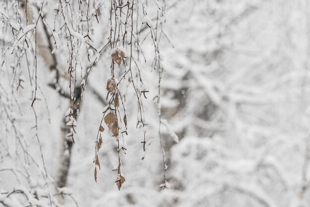 Drzewa ze śniegiem w winter park. Śnieżny dzień, zachmurzone niebo.