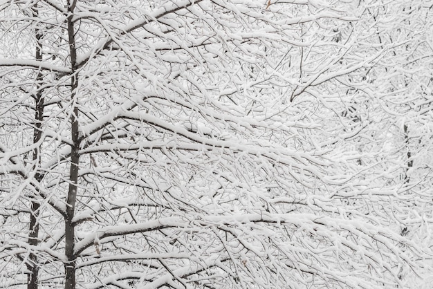 Drzewa ze śniegiem w winter park. Śnieżny dzień, zachmurzone niebo.