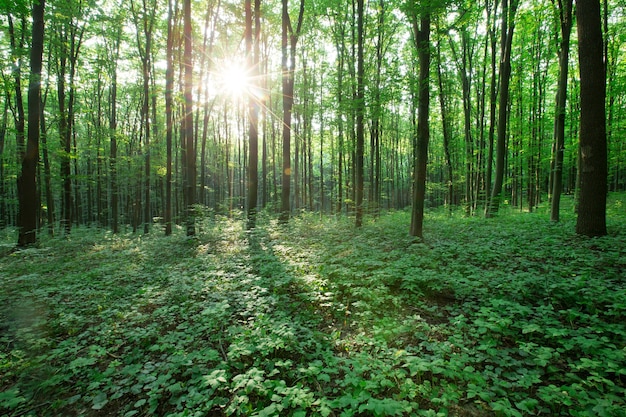 Drzewa Zielonego Lasu. Natura Zielone Drewno światło Słoneczne Tła