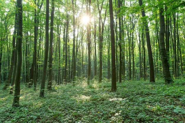 Drzewa zielonego lasu. natura zielone drewno światło słoneczne tła