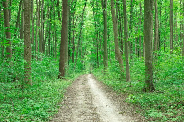 Drzewa Zielonego Lasu. natura zielone drewno światło słoneczne