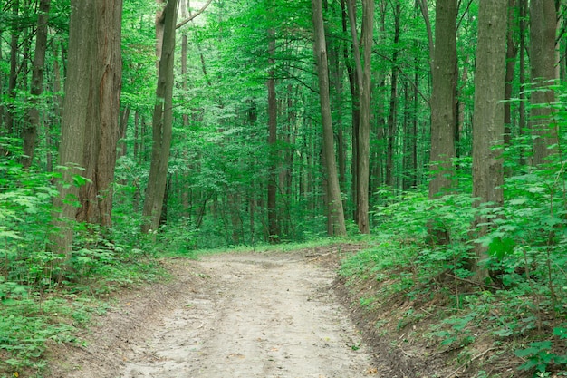 Drzewa Zielonego Lasu. natura zielone drewno światło słoneczne