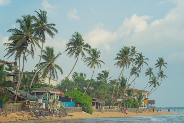 Drzewka palmowe na brzeg ocean indyjski na plaży w Hikkaduwa, Sri Lanka.