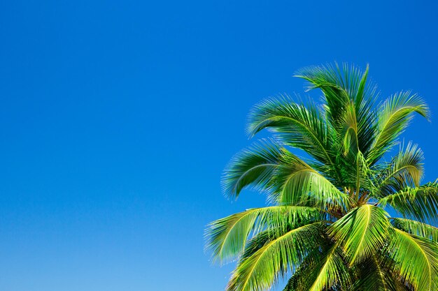 Drzewka palmowe przeciw niebieskiemu niebu