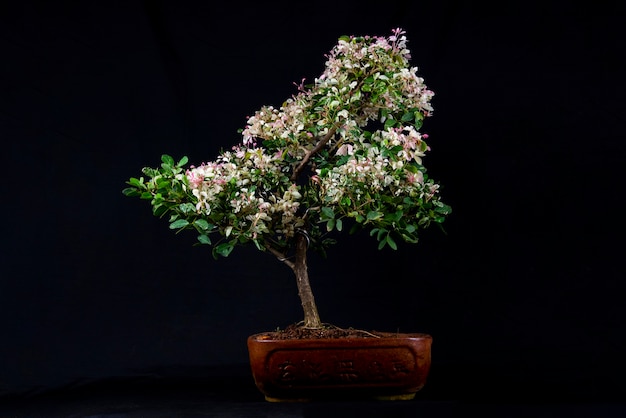 Drzewko Bonsai na stole