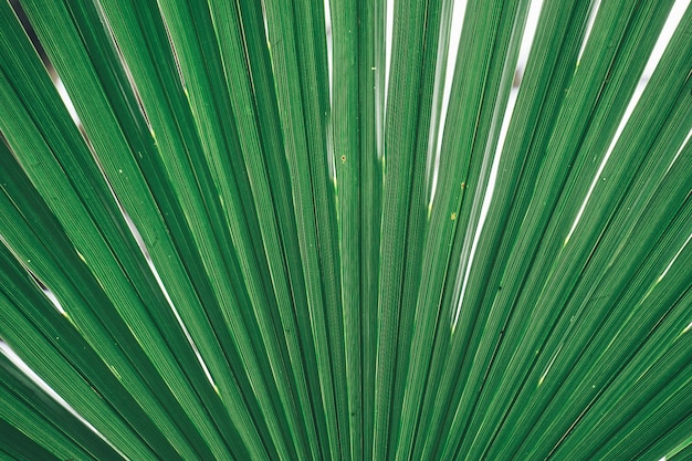 Drzewko palmowe opuszcza teksturę