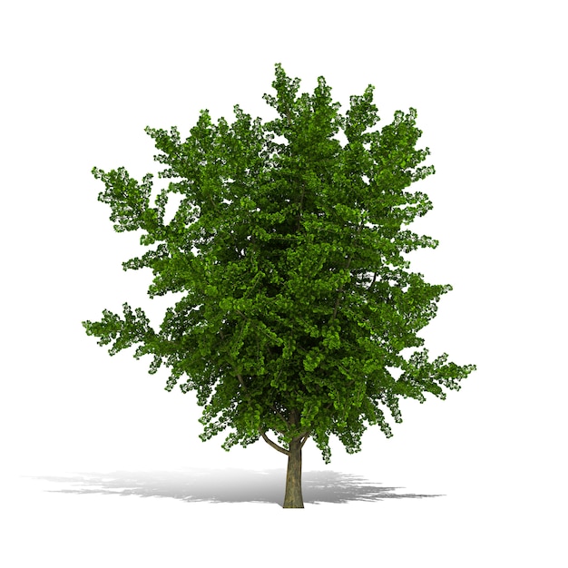 Drzewo 3D rendering na białym tle ma ścieżkę pracy.