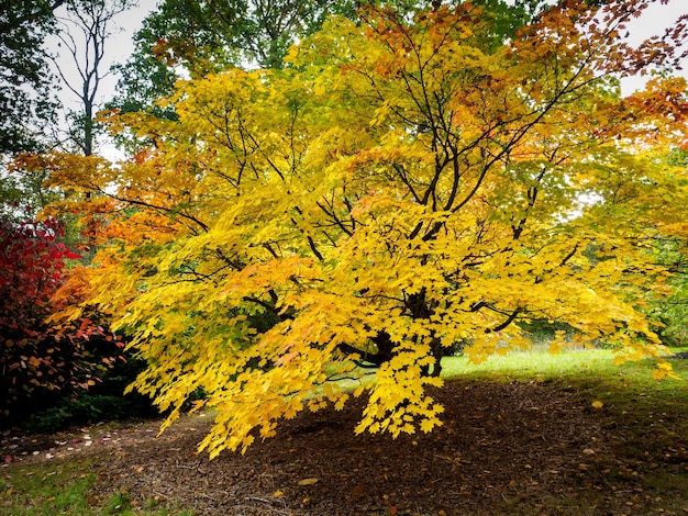 Drzewo Acer Soccharinum jesienią