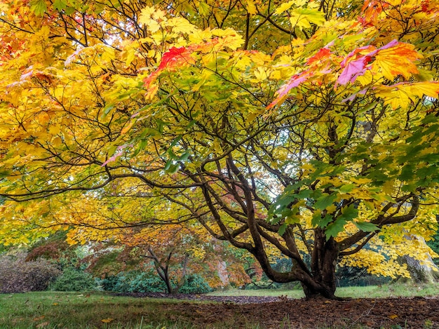 Drzewo Acer Soccharinum jesienią