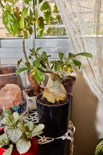 Drzewo Adenium obesum rośnie w garnku na oknie w domu