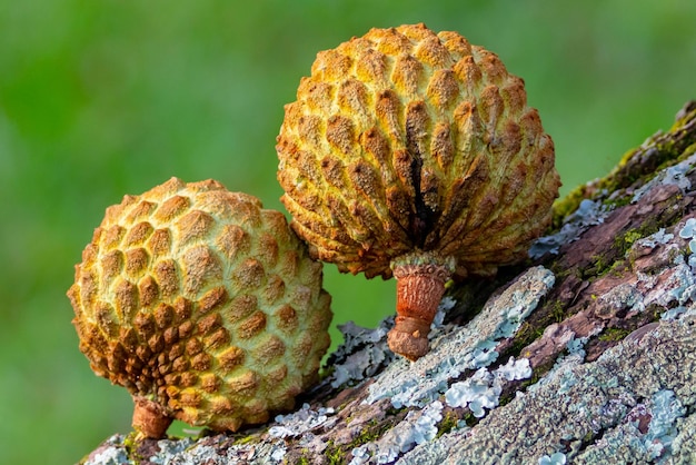 Drzewo araticum do cerrado Annona crassiflora izolowane z wieloma owocami w selektywnym skupieniu