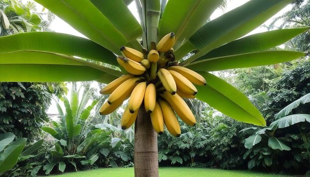 Drzewo bananowe w ogrodzie