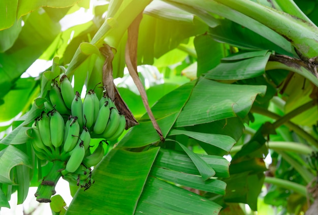 Drzewo Bananowe Z Bukietem Surowych Zielonych Bananów I Zielonych Liści Bananów. Uprawiana Plantacja Bananów.
