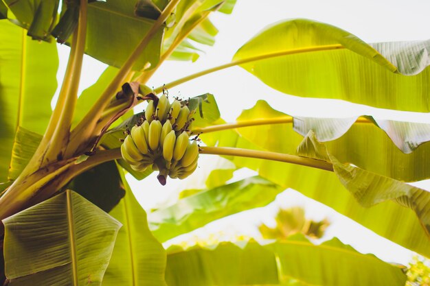 Drzewo bananowe z bukietem surowych zielonych bananów.