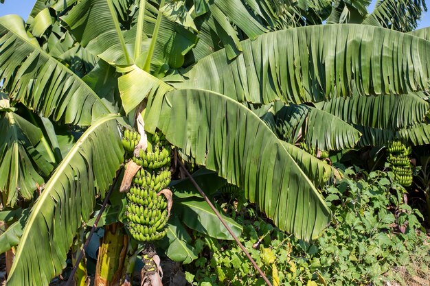 Drzewo bananowe z wiązką dojrzałych zielonych bananów (Turcja - Alanya)