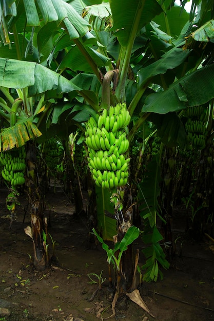 Drzewo bananowe z zielonymi bananami