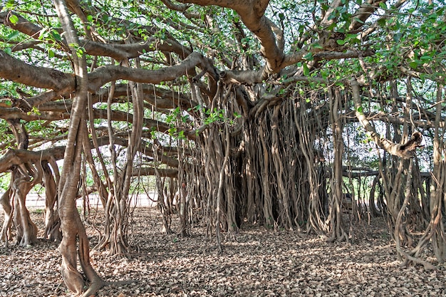 Drzewo Banyan