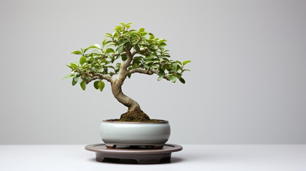 drzewo bonsai bonsai w garnku na ciemnej ścianie