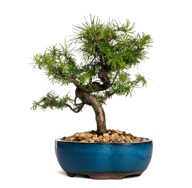 Drzewo Bonsai Modrzewia Europejskiego, Larix Decidua, Na Białym Tle