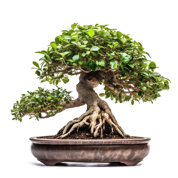 Drzewo bonsai z białym tłem