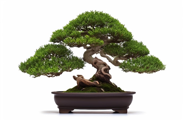 Drzewo bonsai z zielonymi liśćmi i gałęziami