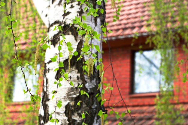 drzewo brzozy z wiosenną liśćmi i kolczykami w pobliżu domu z czerwonej cegły