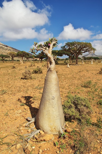 Zdjęcie drzewo butelkowe na płaskowyżu homhil socotra wyspa ocean indyjski jemen