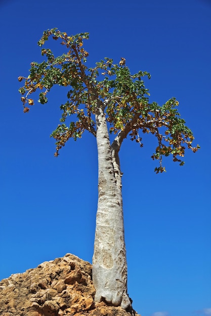 Drzewo butelkowe w skale Wyspa Socotra Ocean Indyjski Jemen
