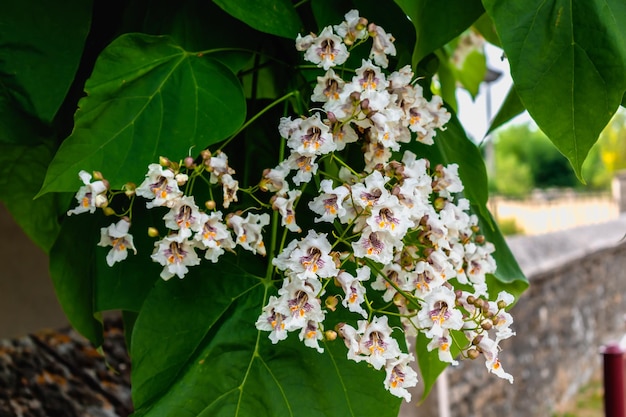 Zdjęcie drzewo catalpa z kwiatami i liśćmi catalpa bignonioides catalpa speciosa lub drzewo cygarowe