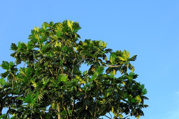 Drzewo chlebowca na niebieskim niebie jako tło Nazwa łacińska to Artocarpus altilis Pohon sukun