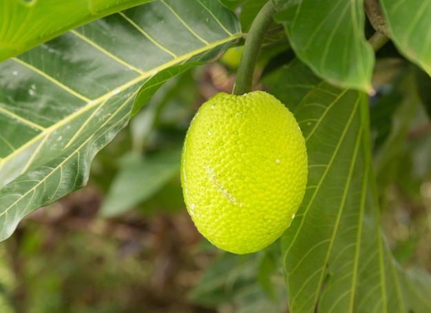 Drzewo chlebowe rosnące na plantacji w Kauai