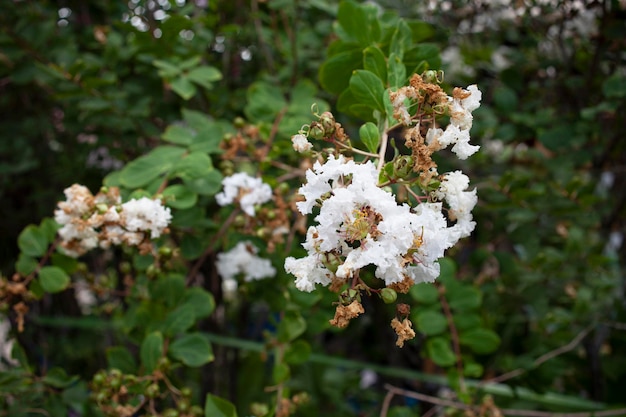 Drzewo Crape Myrtle White Flowers