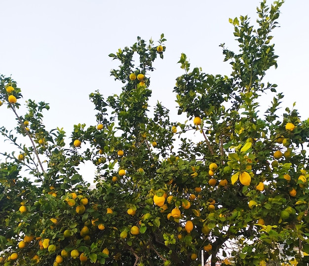 Drzewo cytrynowe z owocami cytrusowymi na świeżym powietrzu Duży tropikalny zbior