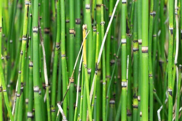 Drzewo Equisetum hyemale lub skrzyp polny to trawiasta roślina bambusowa