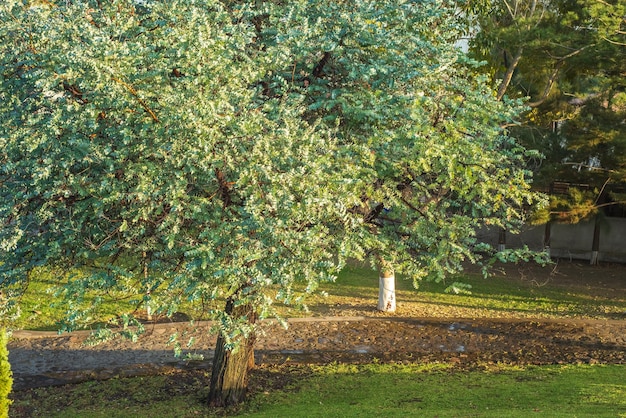 Zdjęcie drzewo eukaliptusowe silver dollar z pięknymi liśćmi eucalyptus cinerea argyle apple