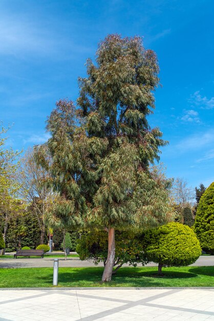 Drzewo eukaliptusowe w parku miejskim