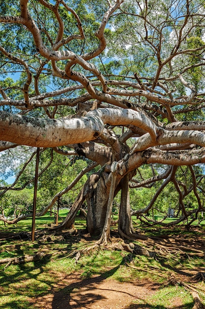 Drzewo Ficus Benjamina